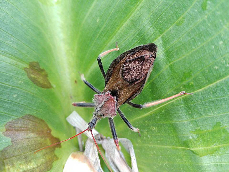 fam Reduviidae, Colombia 26 Sep 2017, by_Astrid Duran